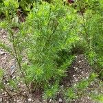 Tagetes filifolia Habitus