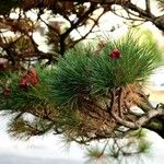 Pinus sibirica Escorça