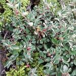 Cotoneaster integerrimus Likasa
