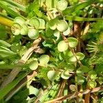 Lysimachia tenella Blatt