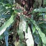Campyloneurum nitidum Hábito