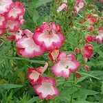 Penstemon hartwegii Flower