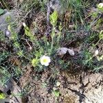 Cistus umbellatus Plante entière