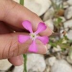 Silene conica Flower
