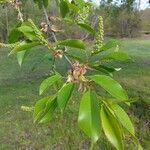 Prunus serotinaFruto