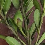 Planchonella ericiflora