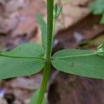 Collinsia verna Feuille