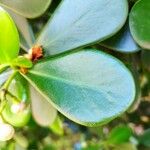 Clusia minor Hoja