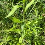 Erigeron annuus Blad