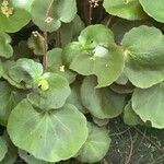 Hydrocotyle bonariensis Blad