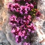 Thymus serpyllum Λουλούδι