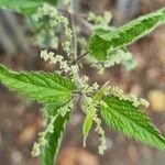 Urtica dioica Flor