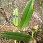 Bulbophyllum cocoinum पत्ता