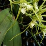 Brassia caudata Pokrój