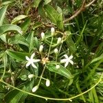 Coelospermum fragrans Hábito