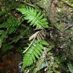 Blechnum diversifolium 整株植物