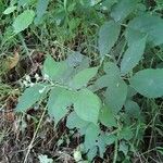 Rubus macrophyllus Habitus