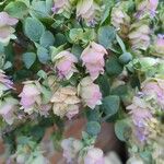 Origanum scabrum Flower
