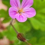 Geranium purpureumFlower