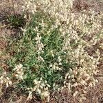 Silene vulgaris Habitat