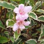 Weigela floridaVirág