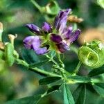 Medicago sativaFruit