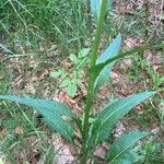 Phyteuma betonicifolium Hoja