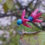 Clerodendrum trichotomum Fruit