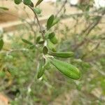 Corokia cotoneaster Blad