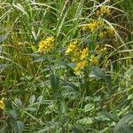 Lysimachia vulgarisFlor