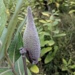 Asclepias viridiflora Плод