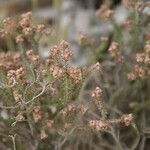 Erica galioides Flor