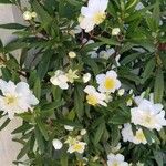 Carpenteria californica Blomma