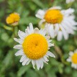 Leucanthemum ircutianum Flor