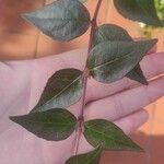 Abelia × grandiflora Foglia