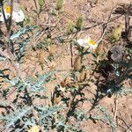 Argemone pleiacantha Hábito