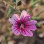 Althaea cannabina Žiedas