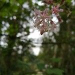 Ribes sanguineum Цвят
