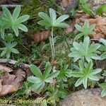 Alchemilla amphisericea Хабит