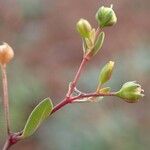 Linum catharticum Habitus