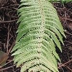 Dryopteris crassirhizoma List