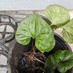 Asarum caudatum Yaprak