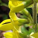 Thermopsis montana ফুল