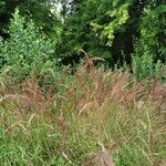 Calamagrostis canescens Fleur