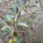 Rhamnus alaternus Blad