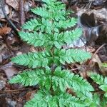 Dryopteris carthusiana Hoja