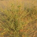Abutilon pannosum 整株植物