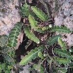 Asplenium ceterach Blatt