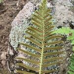 Polypodium interjectum ഫലം