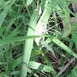 Panicum maximum Hoja